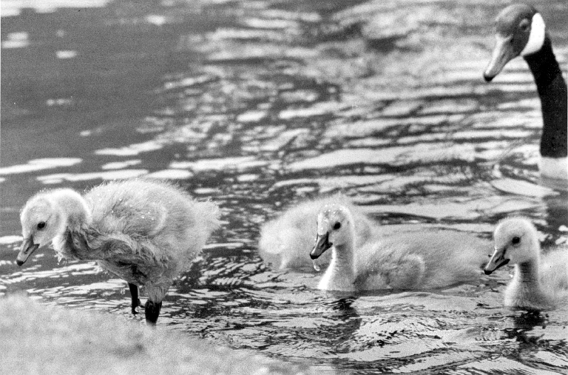 Mother Goose 